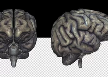Le « cerveau pourri » est-il lié à une mauvaise alimentation ?