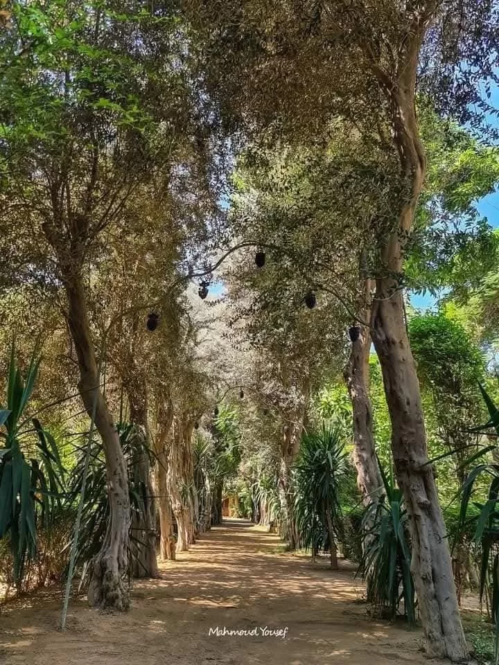 Le Palais de Naguib Charkas, un véritable écrin de faste sur l’île d’or 6 - Le Progrès Egyptien Le Palais de Naguib Charkas, un véritable écrin de faste sur l’île d’or 5 - Le Progrès Egyptien