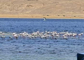 Fayoum : Nouveau type de conservation de la biodiversité