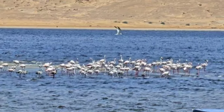 Fayoum : Nouveau type de conservation de la biodiversité 1 - Le Progrès Egyptien