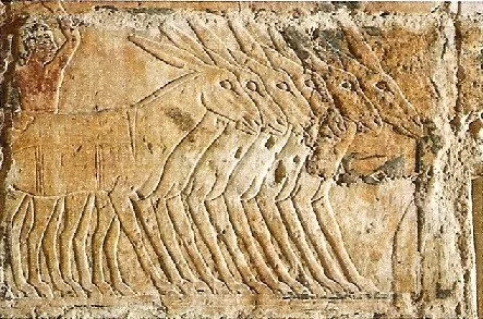 Egypte Antique : La faune est très riche en espèces 6 - Le Progrès Egyptien Egypte Antique : La faune est très riche en espèces 5 - Le Progrès Egyptien