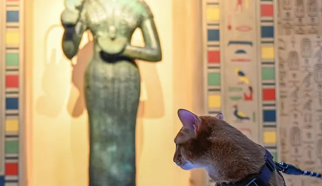 Votre chat pose pour une photo-souvenir avec Bastet ! 2 - Le Progrès Egyptien Votre chat pose pour une photo-souvenir avec Bastet ! 1 - Le Progrès Egyptien