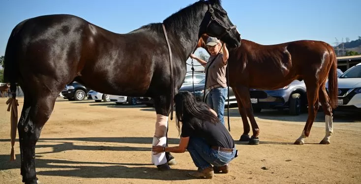 Les incendies de Los Angeles traumatisent aussi les animaux 1 - Le Progrès Egyptien