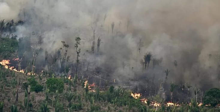 Brésil: la superficie végétale brûlée par les incendies a bondi de 79% en 2024 2 - Le Progrès Egyptien Brésil: la superficie végétale brûlée par les incendies a bondi de 79% en 2024 1 - Le Progrès Egyptien