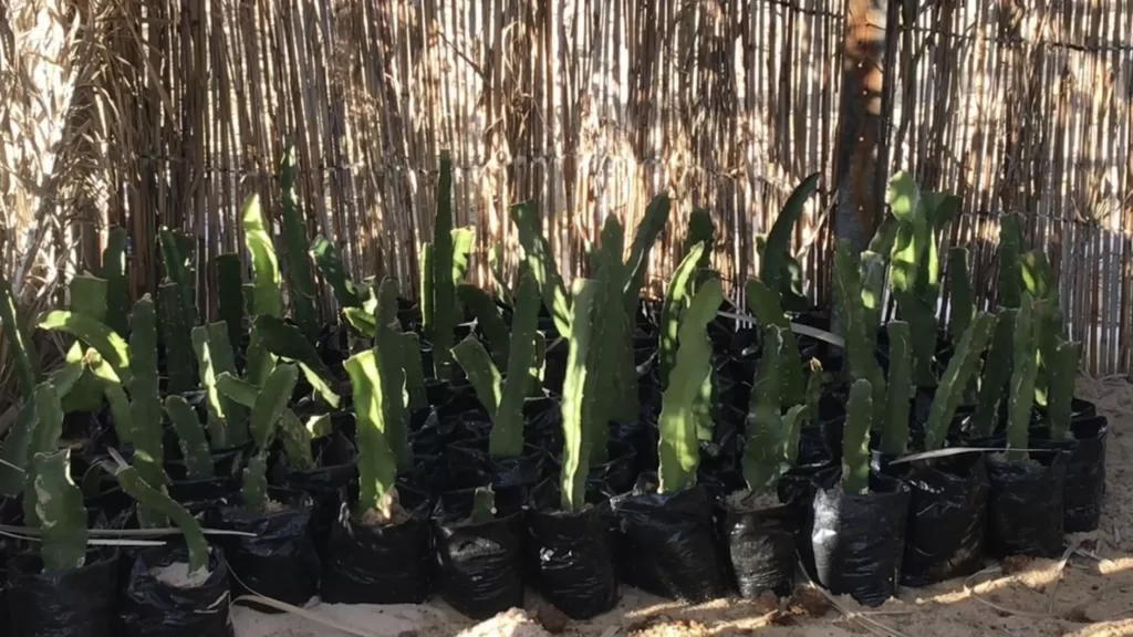 Planter des arbres pour contrer le réchauffement climatique 16 - Le Progrès Egyptien Planter des arbres pour contrer le réchauffement climatique 15 - Le Progrès Egyptien