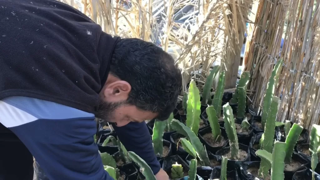 Planter des arbres pour contrer le réchauffement climatique 14 - Le Progrès Egyptien Planter des arbres pour contrer le réchauffement climatique 13 - Le Progrès Egyptien