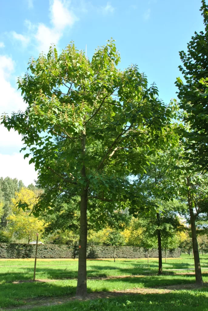 Planter des arbres pour contrer le réchauffement climatique 6 - Le Progrès Egyptien Planter des arbres pour contrer le réchauffement climatique 5 - Le Progrès Egyptien