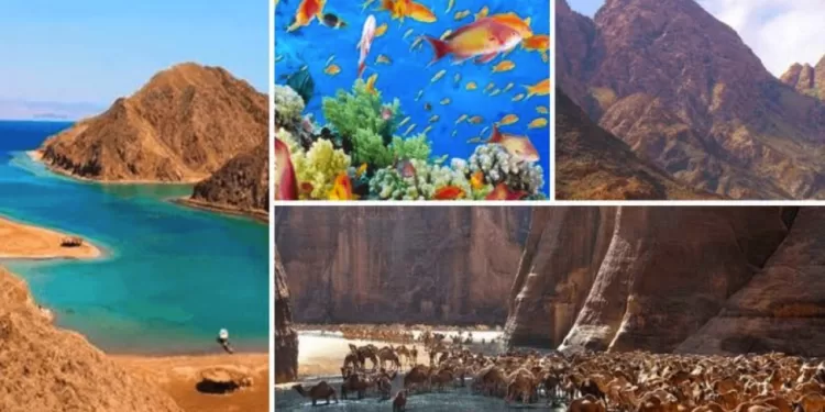 Soutenir l’investissement dans les réserves naturelles 2 - Le Progrès Egyptien Soutenir l’investissement dans les réserves naturelles 1 - Le Progrès Egyptien