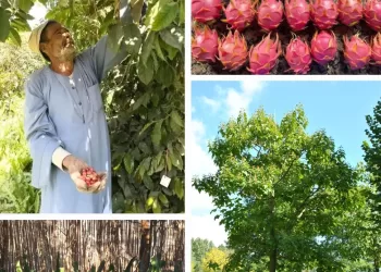 Planter des arbres pour contrer le réchauffement climatique