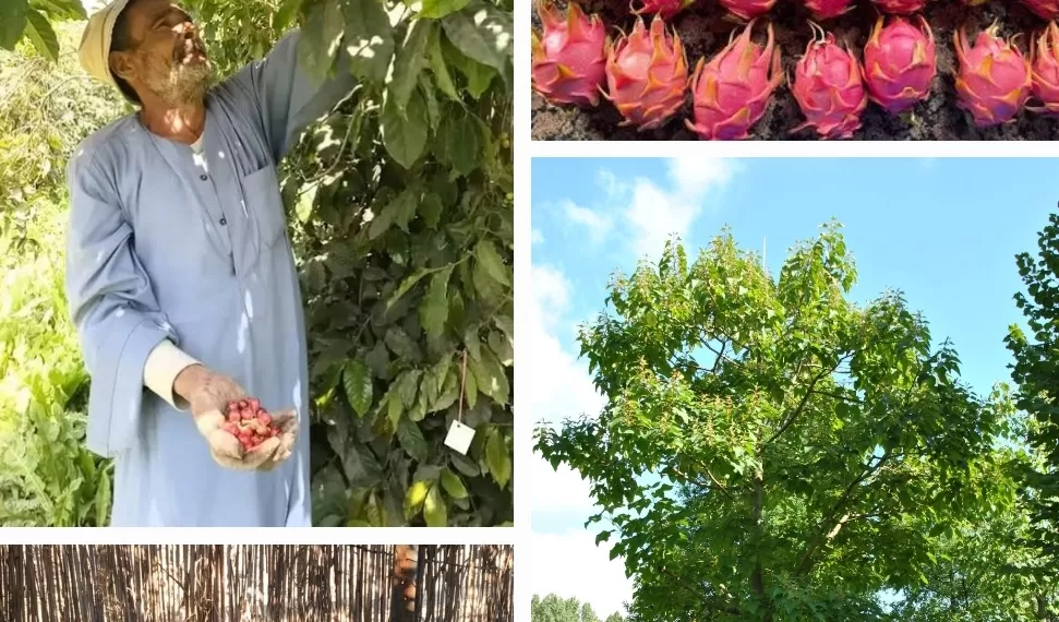 Planter des arbres pour contrer le réchauffement climatique 1 - Le Progrès Egyptien