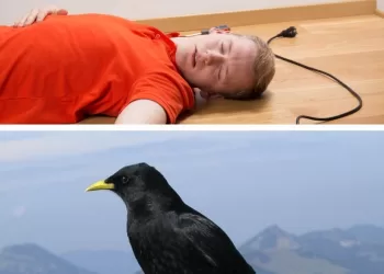 Proverbes et dialectes: Un trésor de sagesse populaire!