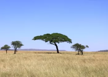 Prairies africaines : Vers une résistance au changement climatique