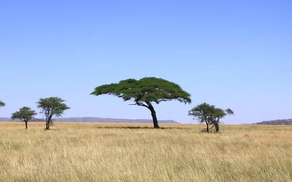Prairies africaines : Vers une résistance au changement climatique 1 - Le Progrès Egyptien
