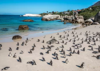 Cap : Les manchots en danger critique d’extinction