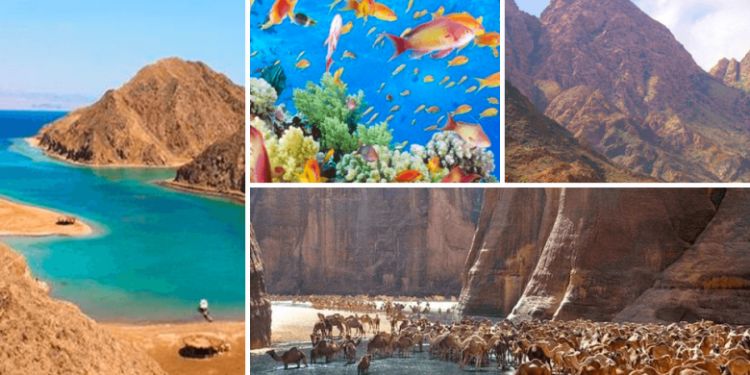 Aïd Al Fitr : Les réserves naturelles ouvrent leurs portes aux Egyptiens 2 - Le Progrès Egyptien Aïd Al Fitr : Les réserves naturelles ouvrent leurs portes aux Egyptiens 1 - Le Progrès Egyptien