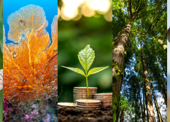 La “Journée mondiale de la vie sauvage” célébrée en Égypte