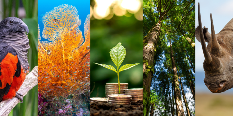 La "Journée mondiale de la vie sauvage" célébrée en Égypte 2 - Le Progrès Egyptien La "Journée mondiale de la vie sauvage" célébrée en Égypte 1 - Le Progrès Egyptien