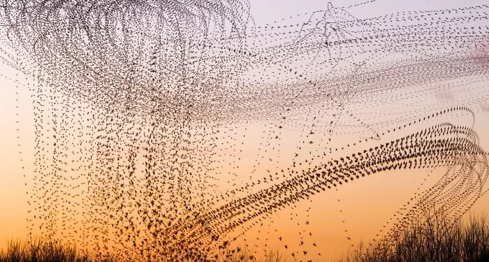 La migration des oiseaux transformée en œuvres d'art ! 2 - Le Progrès Egyptien La migration des oiseaux transformée en œuvres d'art ! 1 - Le Progrès Egyptien