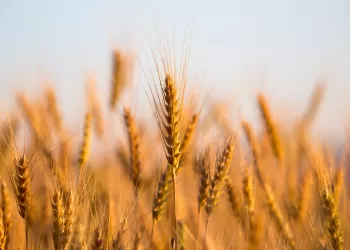 Accroître les surfaces cultivées en blé