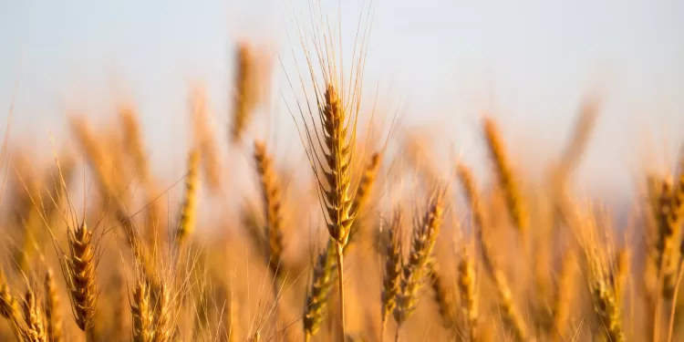 Accroître les surfaces cultivées en blé 2 - Le Progrès Egyptien Accroître les surfaces cultivées en blé 1 - Le Progrès Egyptien
