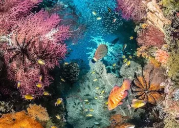 Le concours Underwater Photographer of the Year dévoile les plus belles photos prises sous l’eau