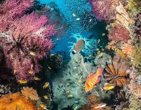 Le concours Underwater Photographer of the Year dévoile les plus belles photos prises sous l’eau 2 - Le Progrès Egyptien Le concours Underwater Photographer of the Year dévoile les plus belles photos prises sous l’eau 1 - Le Progrès Egyptien