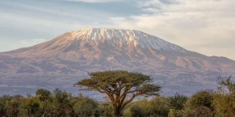 Réchauffement : Est-ce possible de sauver les neiges du Kilimandjaro? 1 - Le Progrès Egyptien Mt Kilimanjaro and Acacia - in the morning - The classic view of Mt Kilimanjaro in Tanzania from Amboseli in Kenya