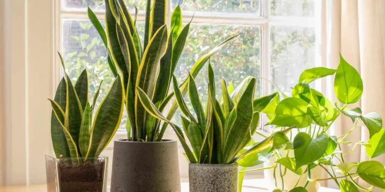 Des plantes pour assainir l’air 1 - Le Progrès Egyptien