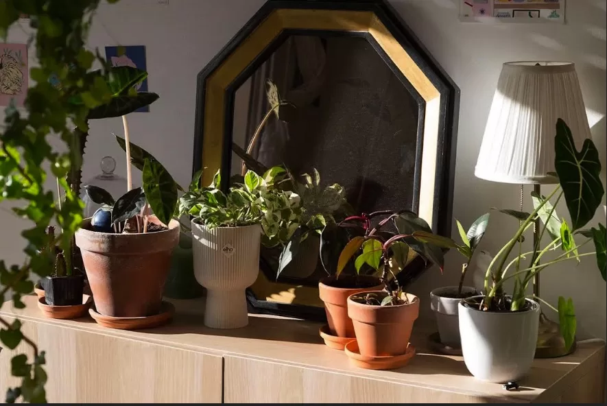 Bien positionner ses plantes d’intérieur 6 - Le Progrès Egyptien Bien positionner ses plantes d’intérieur 5 - Le Progrès Egyptien