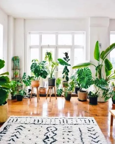 Bien positionner ses plantes d’intérieur 8 - Le Progrès Egyptien Bien positionner ses plantes d’intérieur 7 - Le Progrès Egyptien
