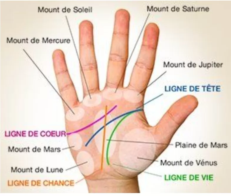 Ligne de vie, quelle signification voir dans notre main pour votre santé? 4 - Le Progrès Egyptien Ligne de vie, quelle signification voir dans notre main pour votre santé? 3 - Le Progrès Egyptien