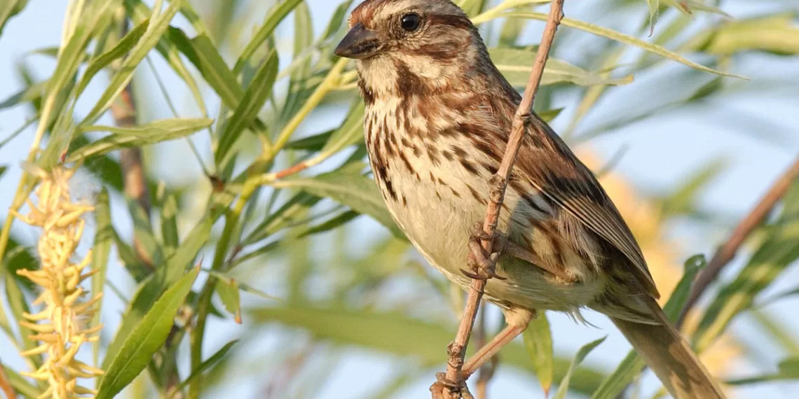 USA : Les oiseaux en danger 1 - Le Progrès Egyptien