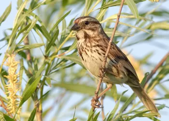USA : Les oiseaux en danger