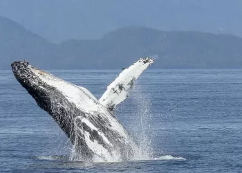 Les chants de baleines ont beaucoup en commun avec le langage humain