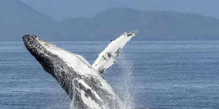 Les chants de baleines ont beaucoup en commun avec le langage humain 2 - Le Progrès Egyptien Les chants de baleines ont beaucoup en commun avec le langage humain 1 - Le Progrès Egyptien