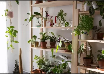 Bien positionner ses plantes d’intérieur
