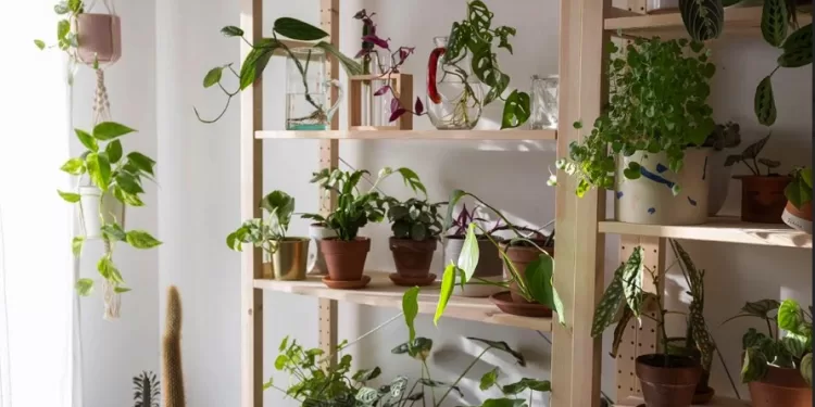 Bien positionner ses plantes d’intérieur 1 - Le Progrès Egyptien