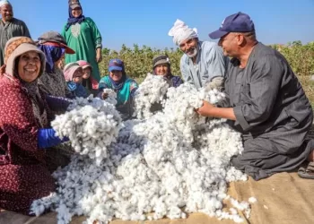 L’Egypte étend la culture de 9 espèces de coton dans la saison en cours