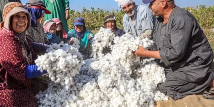 L’Egypte étend la culture de 9 espèces de coton dans la saison en cours 2 - Le Progrès Egyptien L’Egypte étend la culture de 9 espèces de coton dans la saison en cours 1 - Le Progrès Egyptien