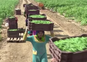 Investissements agricoles durables en Haute-Egypte