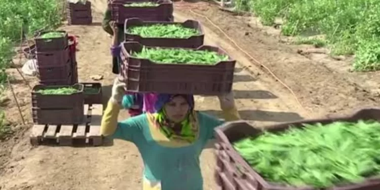 Investissements agricoles durables en Haute-Egypte 1 - Le Progrès Egyptien