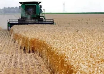 Hausse de la productivité et des variétés de blé à rendement