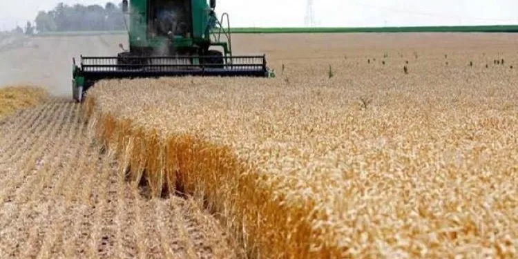 Hausse de la productivité et des variétés de blé à rendement 1 - Le Progrès Egyptien