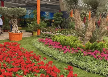 Les fleurs, un langage universel de beauté et d’amour