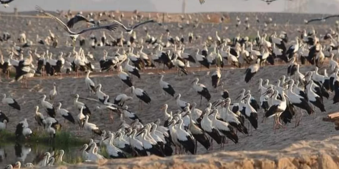 L’Egypte, un asile pour les oiseaux migrateurs 1 - Le Progrès Egyptien