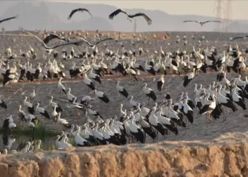 L’Egypte, un asile pour les oiseaux migrateurs