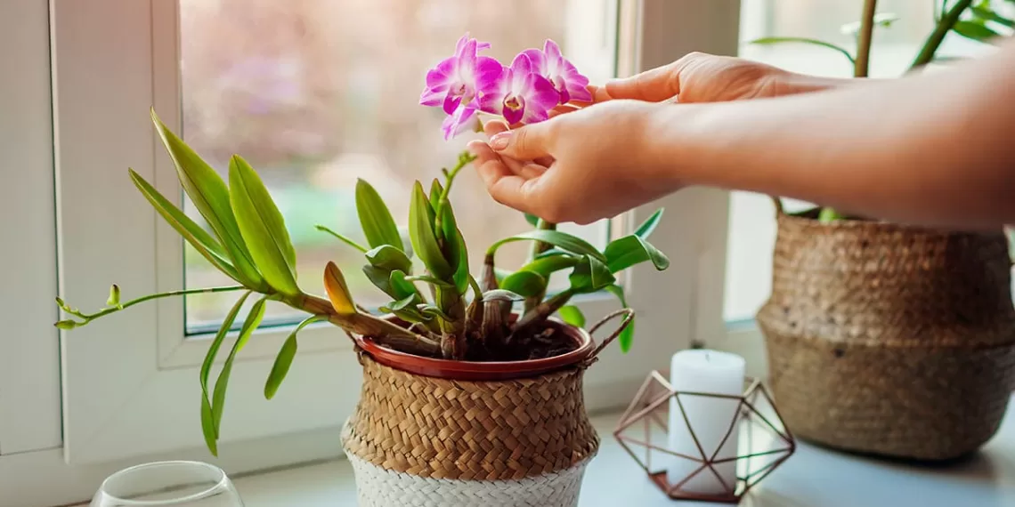 Quand la décoration rend heureux… 1 - Le Progrès Egyptien