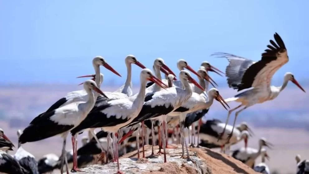 L’Egypte, un asile pour les oiseaux migrateurs 4 - Le Progrès Egyptien L’Egypte, un asile pour les oiseaux migrateurs 3 - Le Progrès Egyptien
