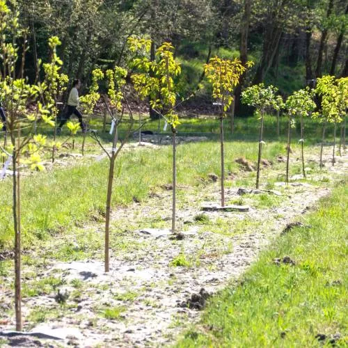 La plantation forestière, outil pour réduire les émissions 4 - Le Progrès Egyptien La plantation forestière, outil pour réduire les émissions 3 - Le Progrès Egyptien