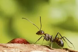 Observer les fourmis, une leçon d’organisation naturelle aux jeunes 4 - Le Progrès Egyptien Observer les fourmis, une leçon d’organisation naturelle aux jeunes 3 - Le Progrès Egyptien